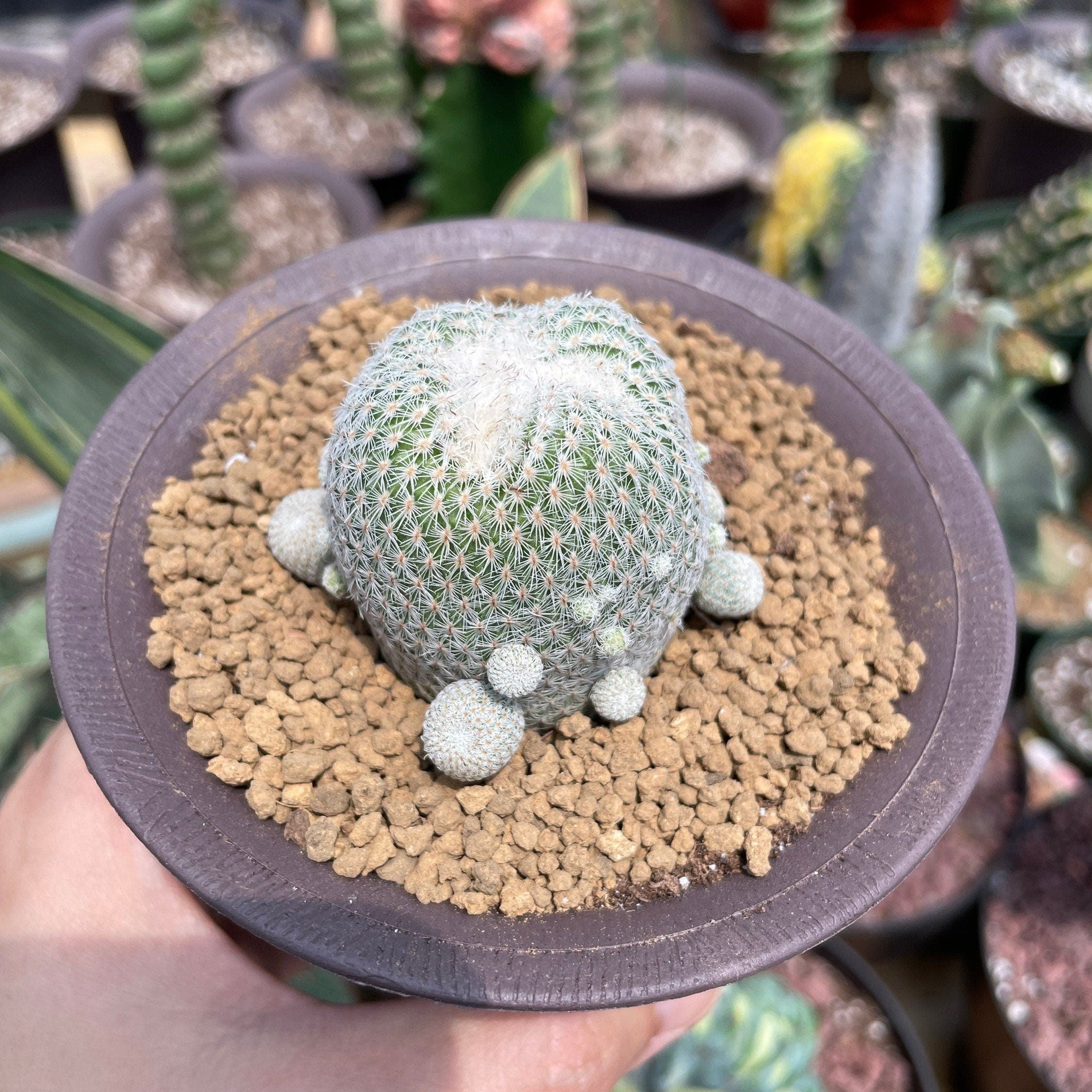 Rare Cactus - Epithelantha Micromeris (Single Head) 1am Succulents