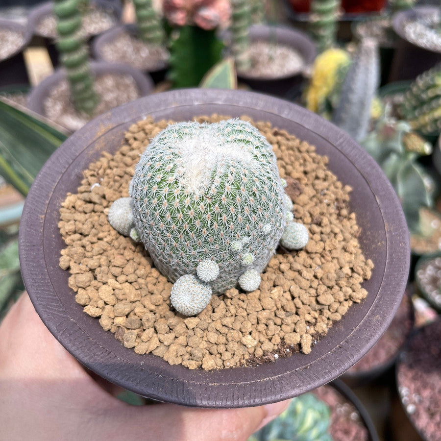 Rare Cactus