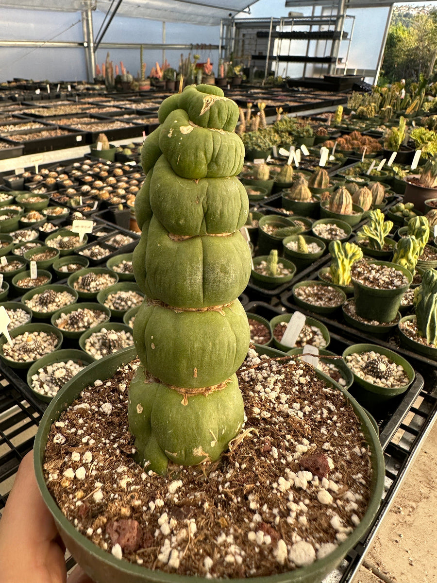 Rare Cactus - Eulychnia Castanea cv. varispiralis– 1am Succulents