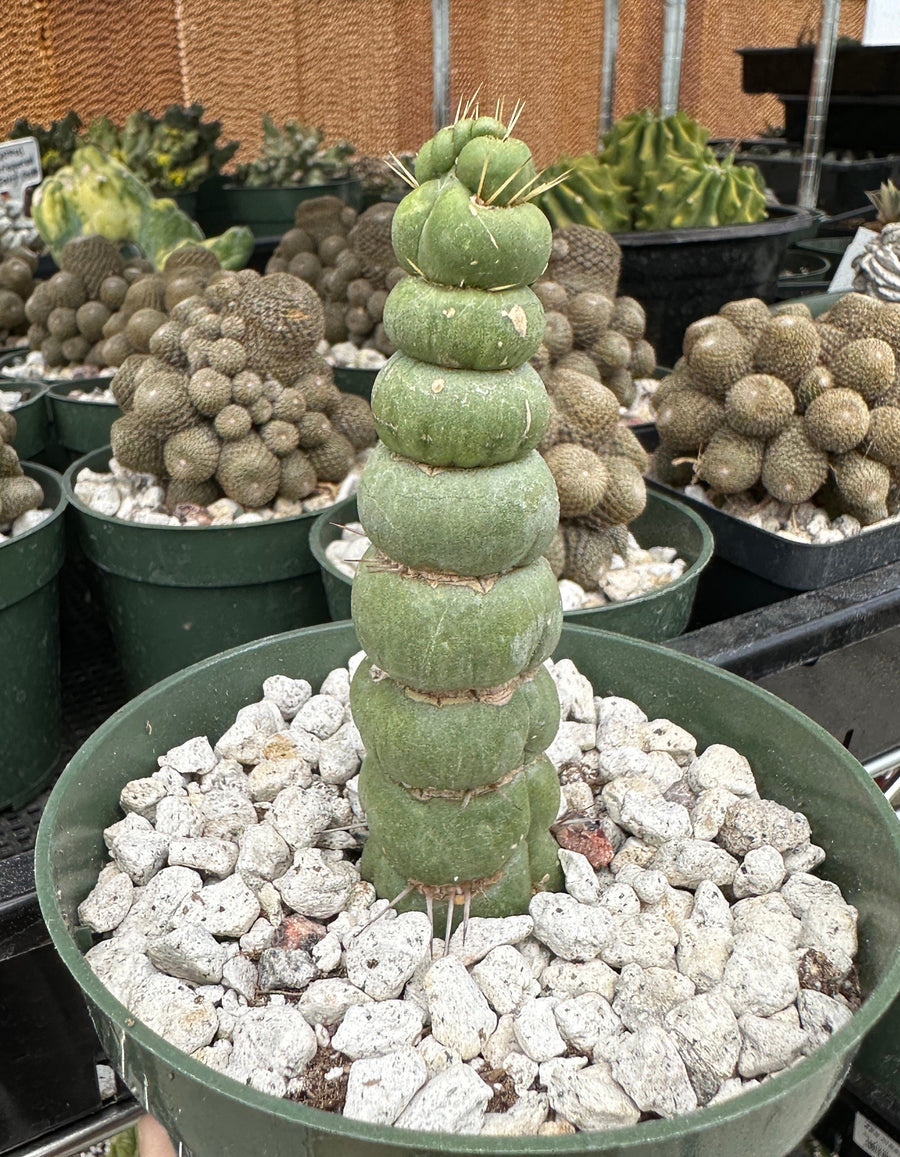 Rare Cactus