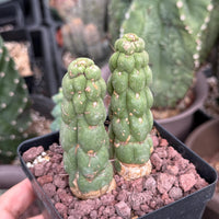 Rare Cactus, Eulychnia Castanea cv. varispiralis Double Heads (1), WYSIWYG