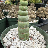 Rare Cactus - Eulychnia Castanea cv. varispiralis