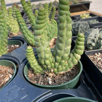 Rare Cactus - Eulychnia Crastanea Crestata 'Unicorn Cactus'