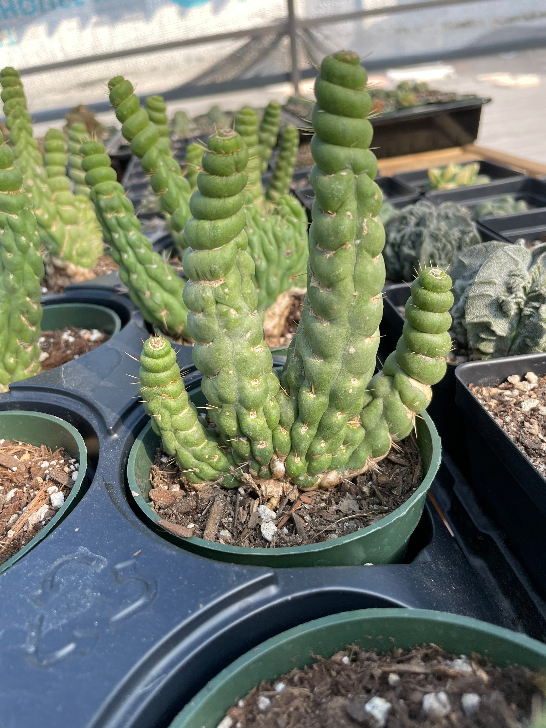 unicorn succulent Rare Cactus