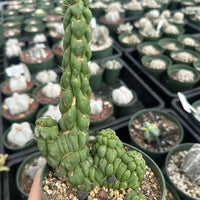 Rare Cactus - Eulychnia Crastanea Crestata 'Unicorn Cactus'