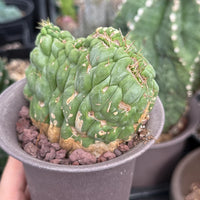 Rare Cactus, Eulychnia Crastanea Crested (1), WYSIWYG
