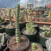 Rare Cactus - Eulychnia Crastanea Spiralis unicorn cactus (6”）