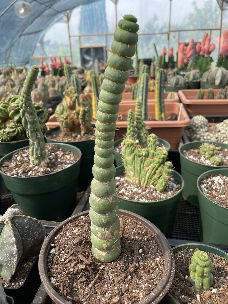 Rare Cactus