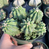 Rare Cactus - Ferocactus Glaucescens cluster