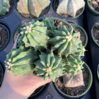 Rare Cactus - Ferocactus Glaucescens cluster