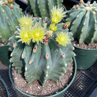 Rare Cactus - Ferocactus Glaucescens Inermis (3"-4")