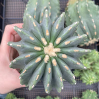 Rare Cactus - Ferocactus Glaucescens Inermis (3"-4")
