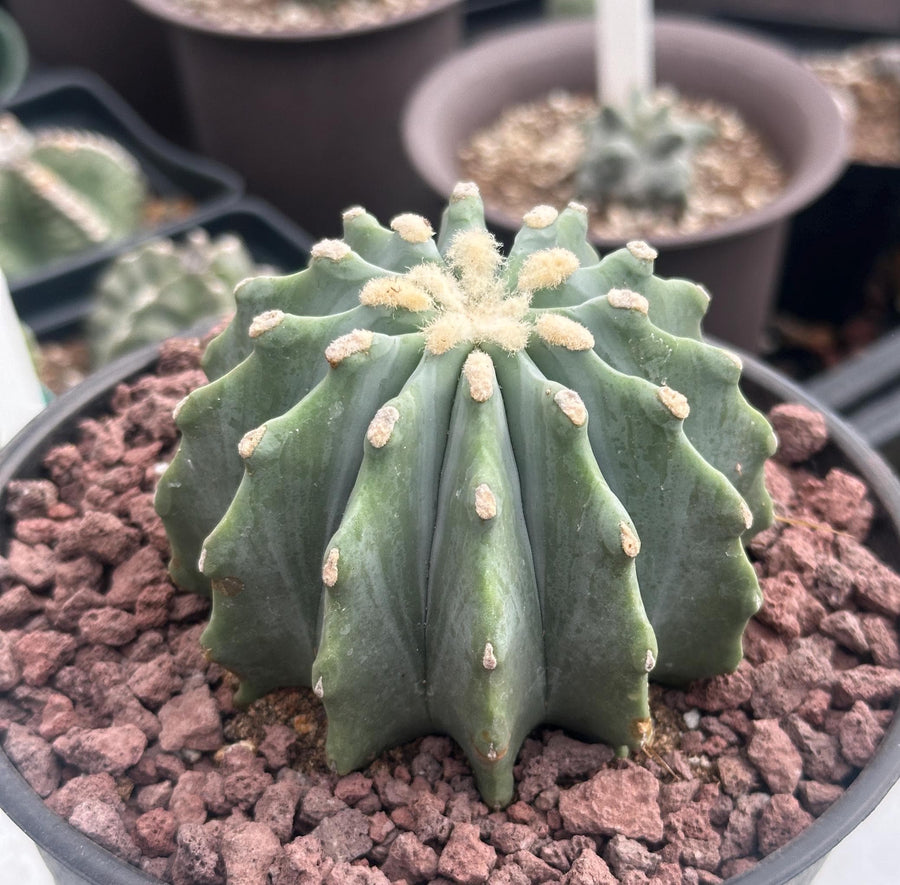Rare Cactus - Ferocactus Glaucescens Inermis (3"-4") 1am Succulents