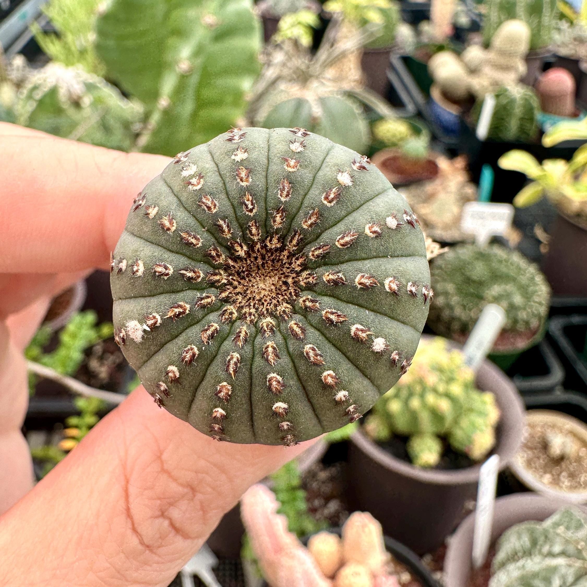 Rare Cactus - Frailea Castanea 13+ Ribs (1.5”)– 1am Succulents
