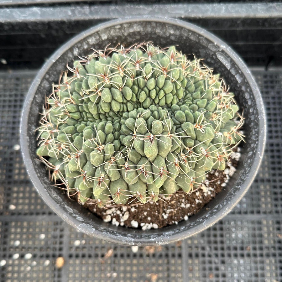 la monstera Kunstdruck