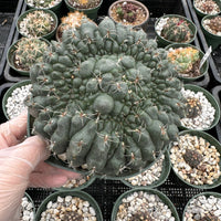Rare Cactus - Gymnocalycium Baldianum Crested