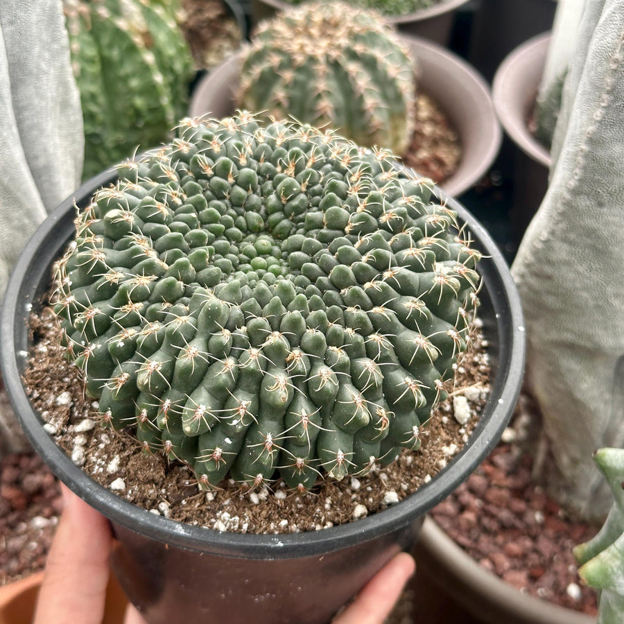 Rare Cactus
