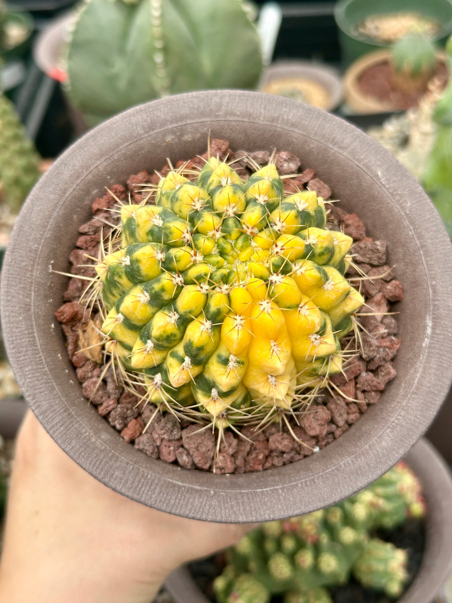 Rare Cactus - Gymnocalycium Baldianum Variegata– 1am Succulents