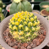 Rare Cactus - Gymnocalycium Baldianum Variegata