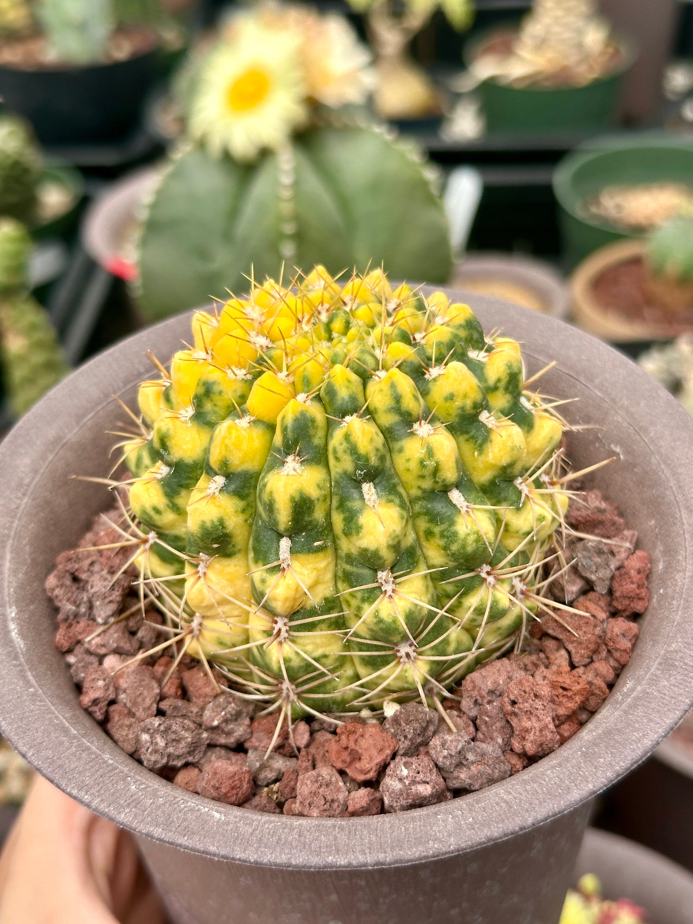 Rare Cactus - Gymnocalycium Baldianum Variegata– 1am Succulents