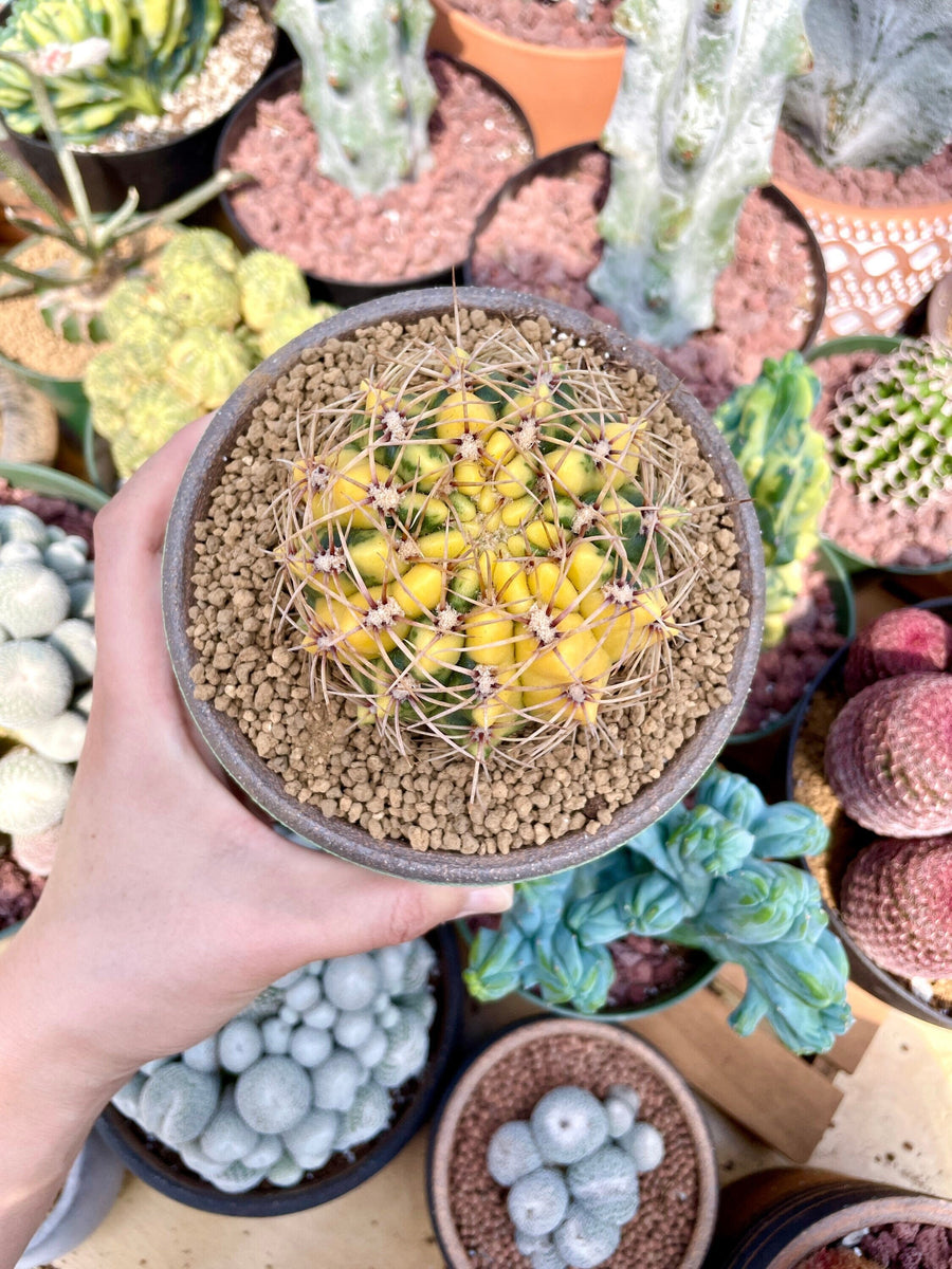 Rare Cactus - Gymnocalycium Baldianum Variegata– 1am Succulents