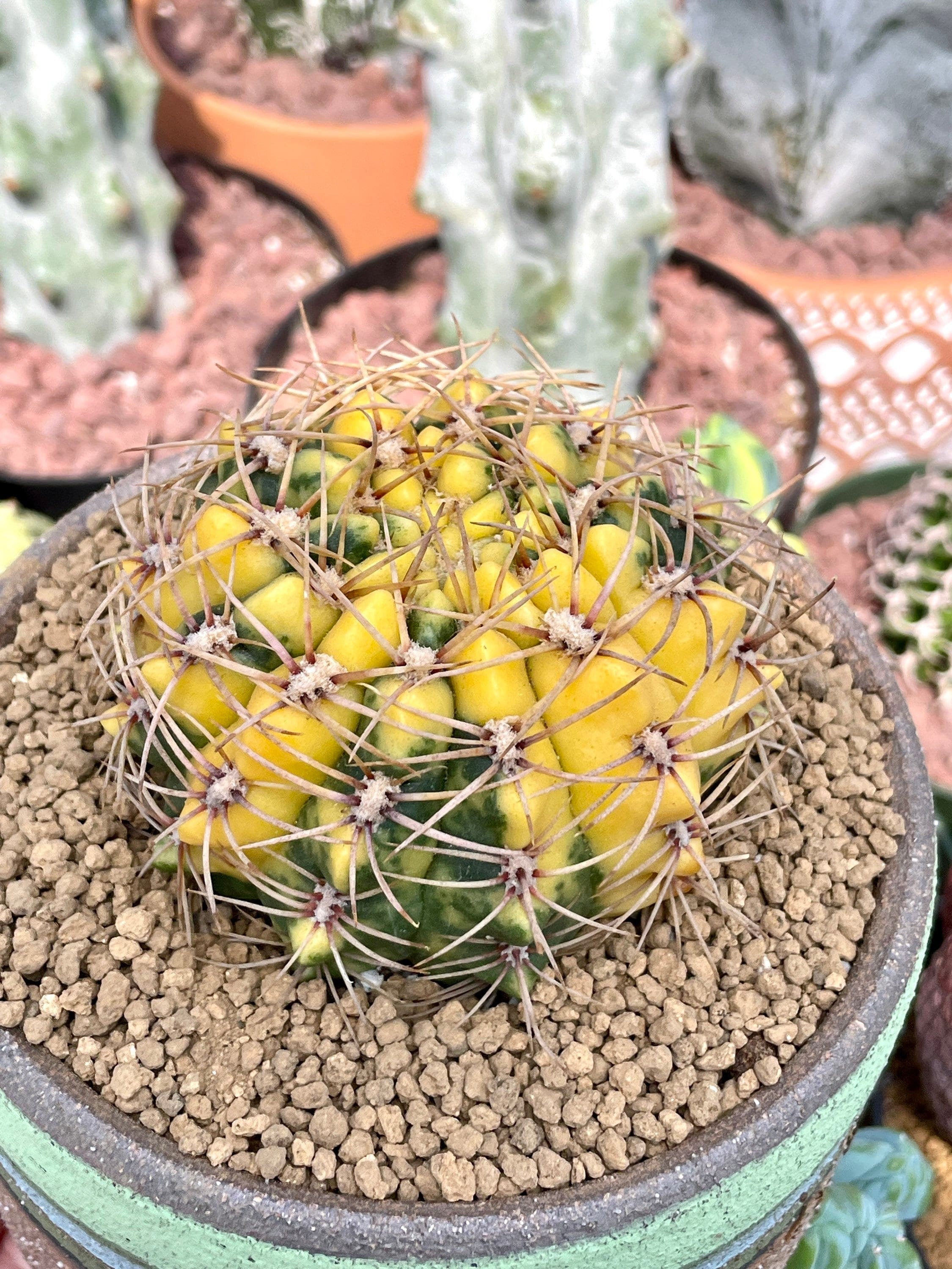 Rare Cactus - Gymnocalycium Baldianum Variegata– 1am Succulents