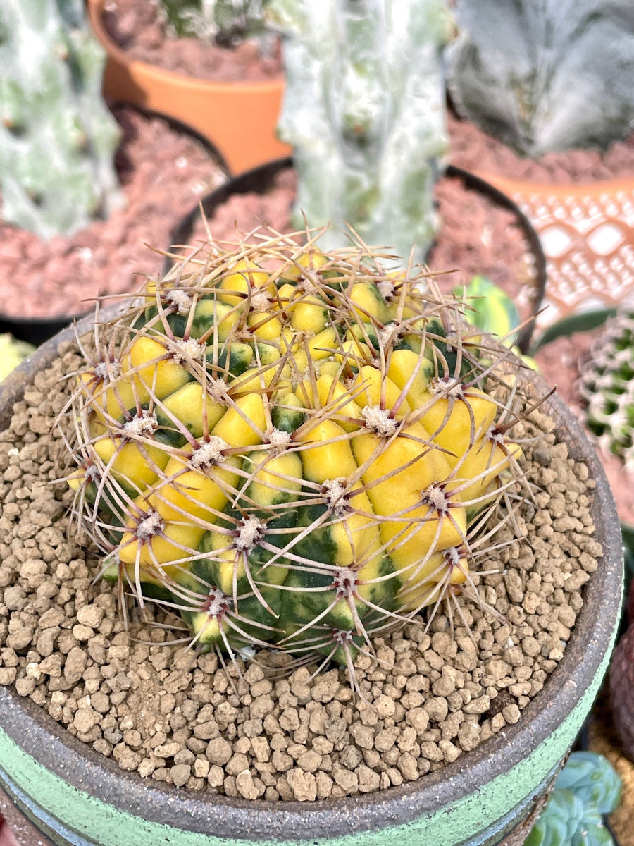 ダブルヘッド　Gymnocalycium now. fruit Having variegated damsii Gymnocalycium 鉢で発送 variegated sp. サボテン