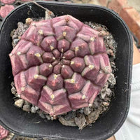 Rare Cactus, Gymnocalycium Cactus, Day Dream