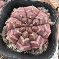 Rare Cactus, Gymnocalycium Cactus, Day Dream