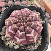 Rare Cactus, Gymnocalycium Cactus, Day Dream