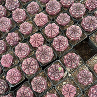 Rare Cactus, Gymnocalycium Cactus, Day Dream