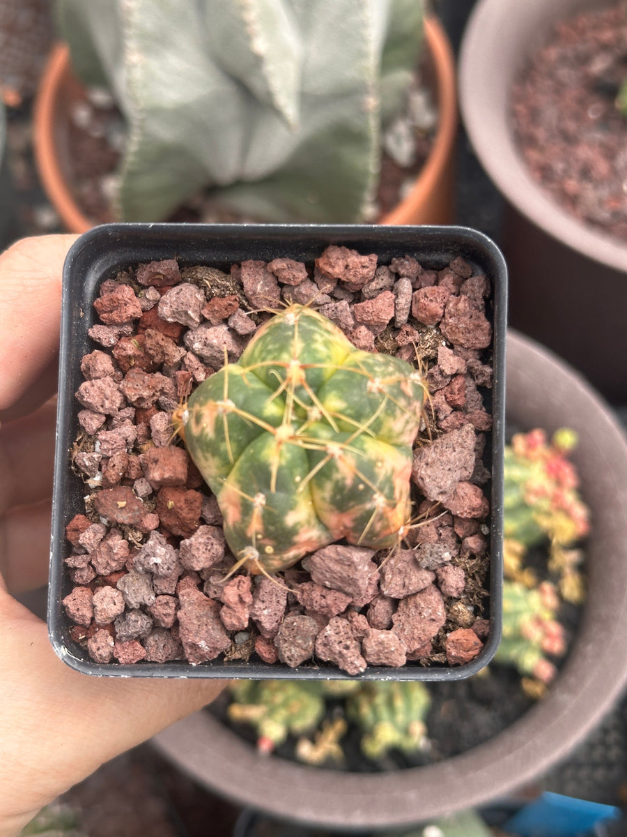 Rare Cactus
