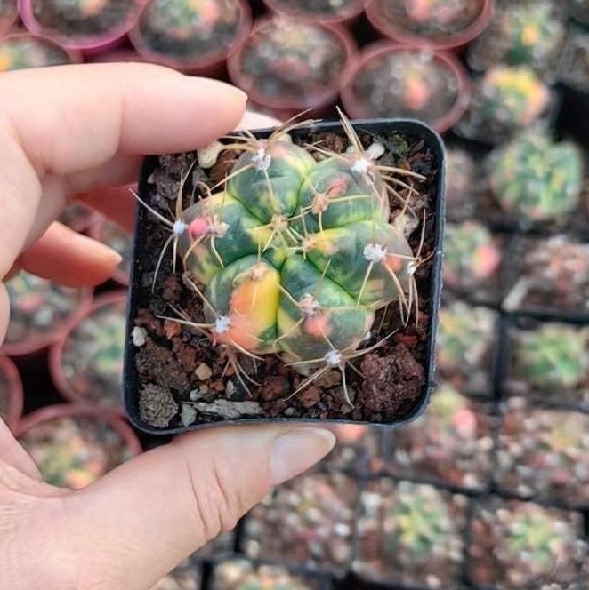 Rare Cactus