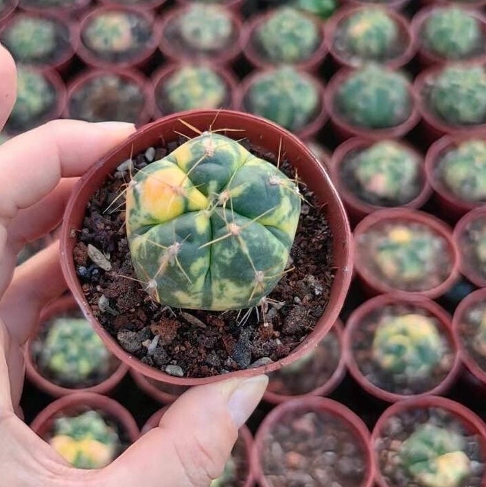 Rare Cactus