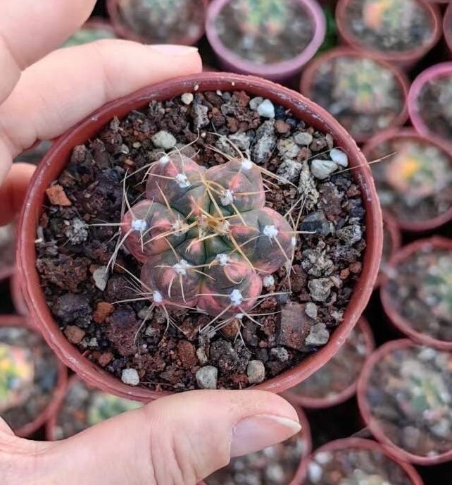 Rare Cactus