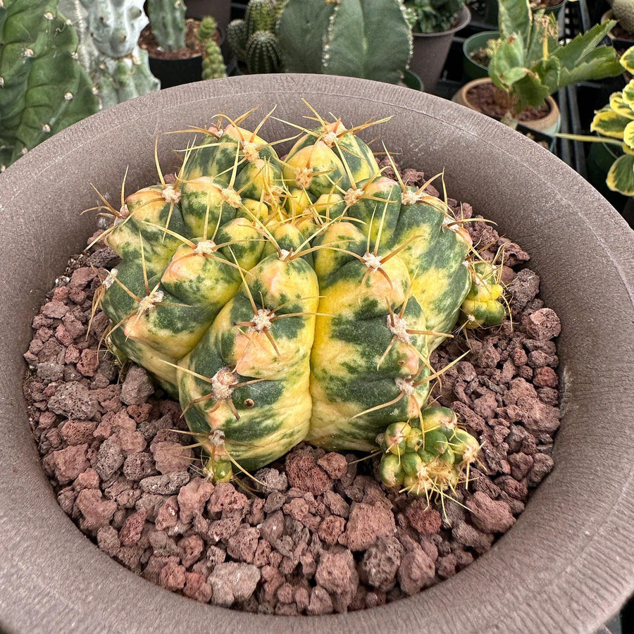 Rare Cactus - Gymnocalycium Horstii Variegata (2.5