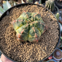 Rare Cactus - Gymnocalycium Horstii Variegata (2.5"-3")