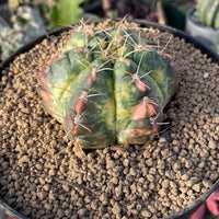 Rare Cactus - Gymnocalycium Horstii Variegata (2.5"-3")