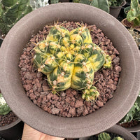 Rare Cactus - Gymnocalycium Horstii Variegata (2.5"-3")