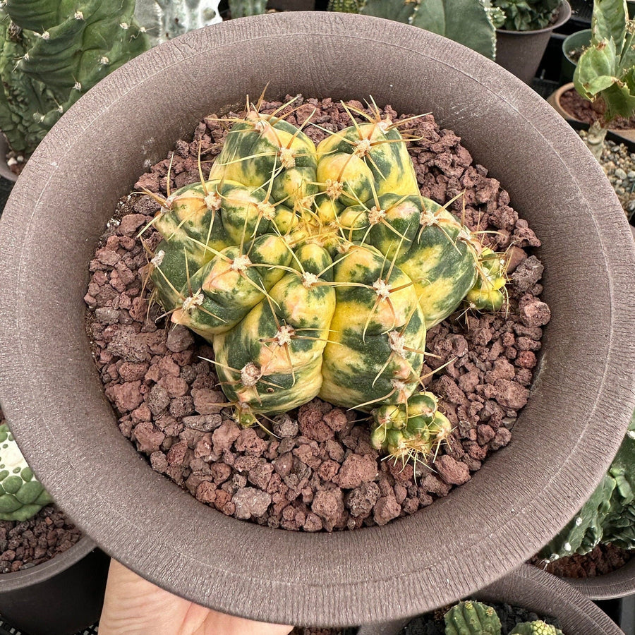 Rare Cactus - Gymnocalycium Horstii Variegata (2.5