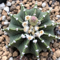 Rare Cactus, Gymnocalycium Mihanovichii LB2178 (2”), Live Plant