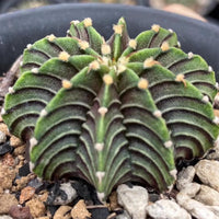 Rare Cactus, Gymnocalycium Mihanovichii LB2178 (2”), Live Plant