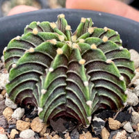 Rare Cactus, Gymnocalycium Mihanovichii LB2178 (2”), Live Plant