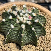 Rare Cactus, Gymnocalycium Mihanovichii LB2178, Live Plant