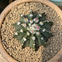 Rare Cactus, Gymnocalycium Mihanovichii LB2178, Live Plant