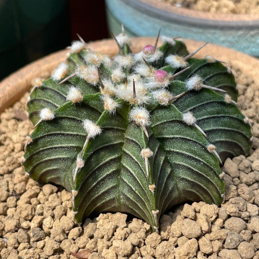 L'Appartement シュタンバウム LB-2 Short Bl Rare Cactus, Gymnocalycium Mihanovichii LB2178, Live Plant– 1am
