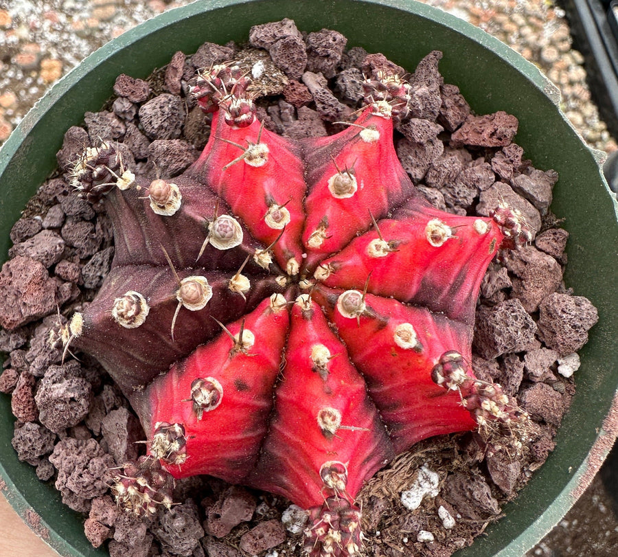 Rare Cactus