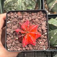 Rare Cactus - Gymnocalycium Mihanovichii Var. Friedrichii Werderm Variegata