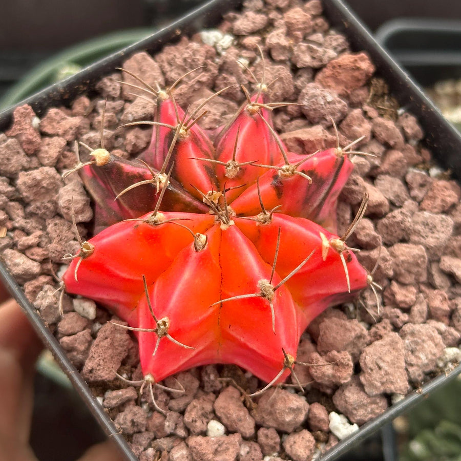 Rare Cactus