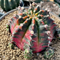 Rare Cactus - Gymnocalycium Mihanovichii Variegata